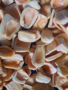 Jacquiero Congelado Premium 99 Gold Data, Estilo Seco a Granel, 24 Meses de Vida Útil para Uso Alimentario, Mercados Mayoristas y Minoristas - Product Image 3