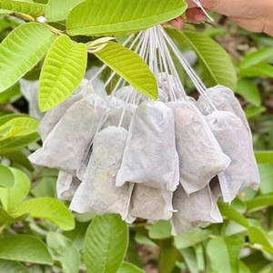 Bulk Dried Guava Leaves for <b>Tea</b> & Extracts From 100% Natural Leaf No Additives - Product Image 1