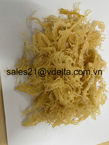 Musgo Irlandés Laver - Musgo Marino Seco de Alta Calidad, Tostado y envasado en Bolsas, Precios Competitivos al por Mayor desde Vietnam - Product Image 6