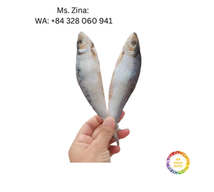 Gran oferta 2025 comida de mar de Vietnam 100% pescado de arenque seco Natural para cocinar el mejor precio pescado de arenque salado seco saludable - Product Image 5