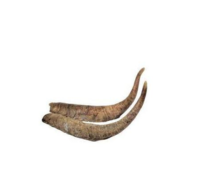 Corne de Chèvre Polie Shofar Corne pour Maison Jardin et Hôtel Paire de Chèvres Corne et Couleur Naturelle Style Cadeau Utilisation - Product Image 3
