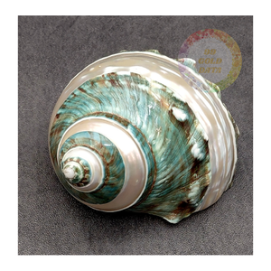 Trae lujo costero con conchas marinas Turbo Burgess verdes vietnamitas Decoraciones naturales de gama alta para venta al por menor y exportación - Product Image 4