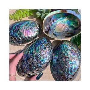 Wholesale Natural raw cleared Abalone Seashell Smudging Accent Decoration/New Zealand Paua Mother Of Pearl Seashell Cheap Price