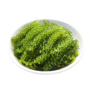 การส่งออกองุ่นทะเลระดับพรีเมี่ยมจากเวียดนาม-องุ่นทะเลสดและแห้งจำนวนมากพร้อมส่งทั่วโลก-องุ่นทะเล99ข้อมูลทองคำ - Product Image 6