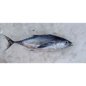 Atún de aleta amarilla congelado, grado de exportación, humedad controlada y listo para los mercados mundiales de alimentos - Product Image 2