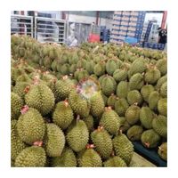 Premium verse hele Durian Mon Thong, koning der vruchten, met originele smaak, rijk en romig, 3-4 stuks/doos, diepvriesfruit uit Vietnam