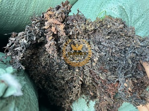 Premium Quality 100% Pure Dried Sargassum <b>Seaweed</b> Bulk Packaging Direct From Vietnam Supplier - Product Image 6