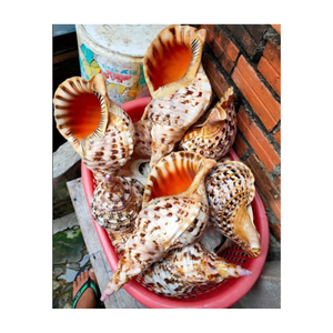 VENTE EN GROS TROMPETTE TRITON DE HAUTE QUALITÉ ET MEILLEURE VENDEUR BONNE AFFAIRE DES FOURNISSEURS DU VIETNAM PRÊTS À EXPORTER POUR LA VENTE - Product Image 1