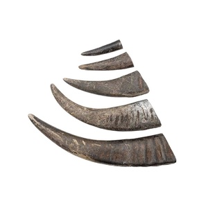 Puntas de Cuerno de Ganado Naturales de Buena Calidad, Empaquetado a Granel para la Venta - Product Image 5
