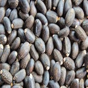 เมล็ด jatropha แบบแห้งสารสกัดจากน้ำมันที่ปลูกในป่าเกรดอาหาร - Product Image 1