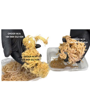 Golden Irish Sea Moss, Wildcrafted, y disponible a precios competitivos de Vietnam - Product Image 2