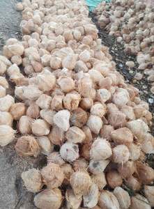 Noix de coco fraîche semi-décortiquée à haute teneur en huile et apparence propre, meilleur choix pour l'exportation culinaire et alimentaire - Product Image 3