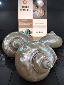 Eco Friendly Turbo Seashell Natural Decorative Shell for Ocean Inspired Homes and Coastal Gift <b>Shops</b> - Product Image 6