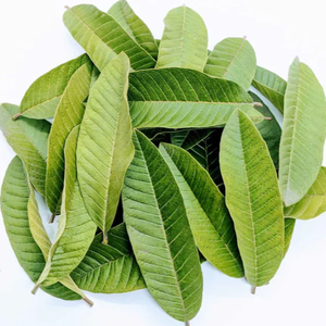 Feuilles de goyave séchées naturelles du Vietnam pour les fournisseurs de tisanes - Product Image 2