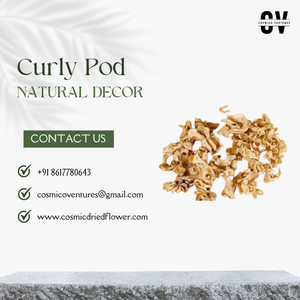 Popurrí de Flores Secas de Primera Calidad, Ecológico, en Forma de Vaina Rizada, para Decoración de Bodas, Graduaciones, Halloween, Hogar, Oficina, Interior/Exterior - Product Image 4