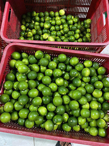 Limones a granel sin semillas a precios económicos de Bao Tram Anh, proveedor de productos agrícolas de Vietnam - Product Image 3