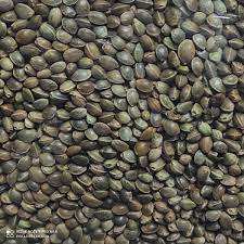 Proveedor de semillas de cáñamo al por mayor/Semillas de cáñamo de la mejor calidad/Semillas de cáñamo peladas para alimentos - Product Image 2