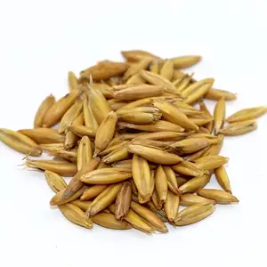 Gandum/gandum kualitas tinggi/gandum Ukraina untuk dijual/Barley