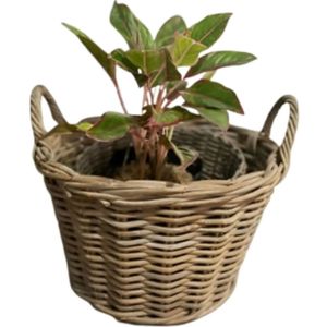 เฟอร์นิเจอร์บ้านคุณภาพสูงสำหรับห้องนั่งเล่นห้องนอนห้องรับประทานอาหาร - Product Image 2