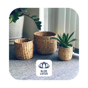 Maceta de Jacinto de Agua, Cesta de Almacenamiento, Planta Verde - Product Image 1