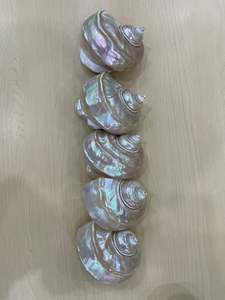 เปลือกหอยเทอร์โบธรรมชาติทำด้วยมือจากเวียดนาม - Product Image 4