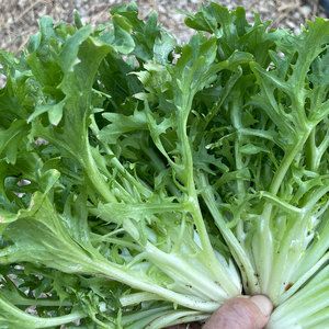 Chicorée d'endives en gros: Légumes à feuilles amères de qualité supérieure du fournisseur en vrac - Product Image 4