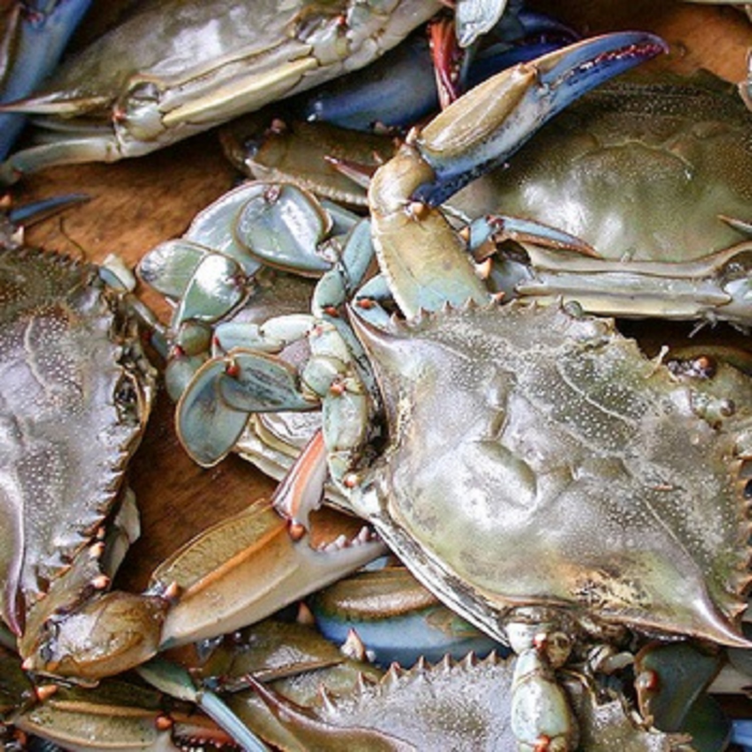 Морепродукты IQF, замороженный грязевой краб, живые грязевые крабы на продажу