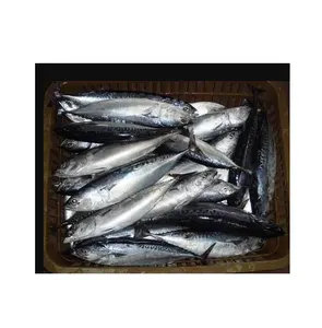 Kualitas Terbaik Skipjack Frozen utuh Tuna | Makanan laut Frozen dengan harga murah