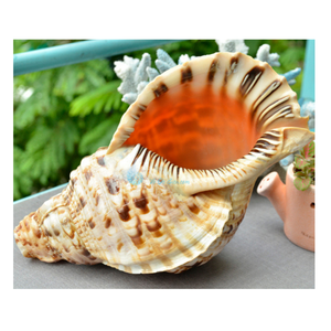 Coquillage trompette fait à la main: Coquillage trompette naturel vietnamien, parfait pour la décoration de restaurant chic et les agrafes de maison recherchées - Product Image 3