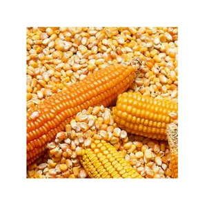 Dried Grade 2 Yellow Maize Corn Non GMO Fit for Human Consumption and Animal Feed Origin