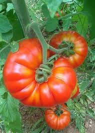 30 semi rari semi di pomodoro rosa grande villaggio semi di pomodoro sorpresa regalo semi di ortaggi