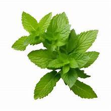 CLEAN LABEL PREMIUM HOJAS DE MENTA FRESCA INGREDIENTE BOTÁNICO A BASE DE PLANTAS PARA EL APOYO INMUNE Y LA SALUD NATURAL - Product Image 2