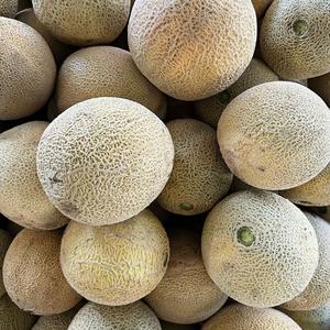 เมลอนคันตาลูปสด - หวานฉ่ำคุณภาพสูง - เกรดส่งออกจำนวนมาก - Product Image 6