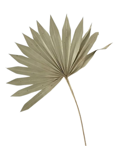 Feuilles de palmier Lance Feuilles de palmier naturelles Lance de palmier Fête des mères Saint Valentin Noël Merci Cadeaux pour chaque fois - Product Image 3