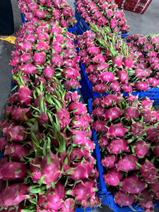 Biologische verse drakenvrucht wit-rood vlees VIFARMEX merk Graad 30-40 dagen houdbaarheid 100% rijp Snelle levering Vietnam export