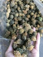 Melon amer: Herbe, nourriture et allié amer | Amer séché et déshydraté