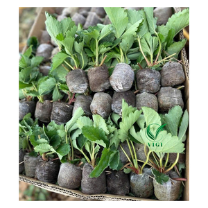 แผ่นมะพร้าวเม็ดเล็กๆเม็ดเล็กๆของเวียดนามสำหรับการเริ่มเพาะเมล็ดแผ่นเริ่มต้นสวนที่เป็นมิตรต่อสิ่งแวดล้อม - Product Image 6