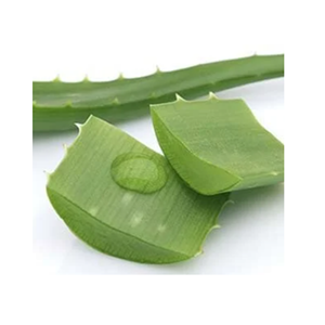 Venta al por mayor Aloe Vera Vietnam calidad superior mejor venta bajo costo hoja verde fresca natural - Product Image 6