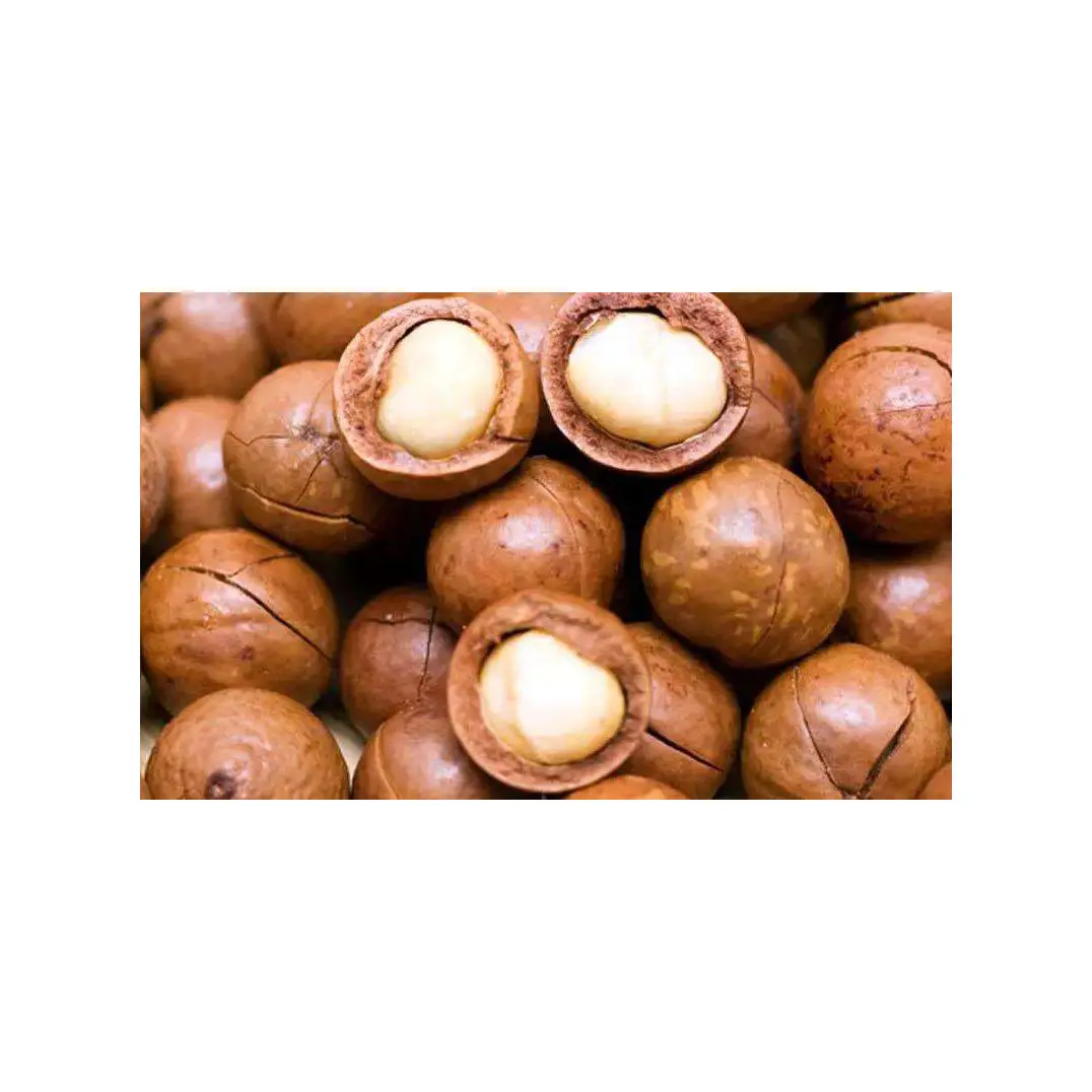Kacang Macadamia bubuk Maca panggang asin Mentah Makanan Sehat Macadamia dalam cangkang