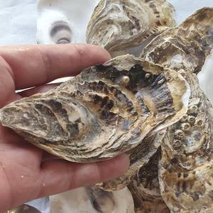 Conchas Marinas de Playa, Conchas de Ostra Grandes Vacías, Ostras Marinas Naturales con Concha, Cantidad a Granel para Exportación - Product Image 2