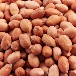 Approvisionnement en gros d'arachides de qualité supérieure, en stock, meilleure qualité, fabricant exportateur, à vendre - Product Image 1