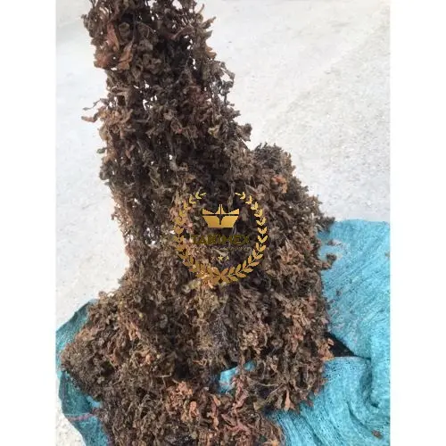 Kualitas tinggi Sargassum kering rumput laut Vietnam Sargassum rumput laut Premium Sargassum rumput laut harga grosir