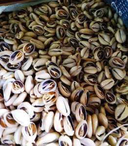 Coquillages de mer naturels faits sur mesure Trésors de l'océan d'origine éthique pour l'artisanat, la décoration et les bijoux - Product Image 3