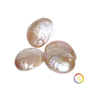 Concha de abulón para exportación al por mayor, conchas de abulón naturales de alta calidad para joyería artesanal y decoración del hogar - Product Image 6