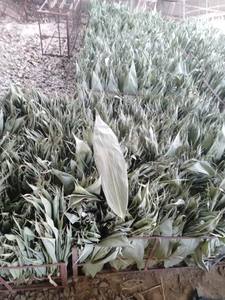 Hojas de bambú secas de Vietnam, hojas de bambú seleccionadas y limpias, venta al por mayor a granel, adecuadas para decoración y uso tradicional, exportadores - Product Image 4