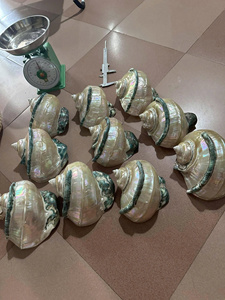 Coquillages turbo verts cueillis à la main pour des cadeaux uniques pour la maison - Product Image 6