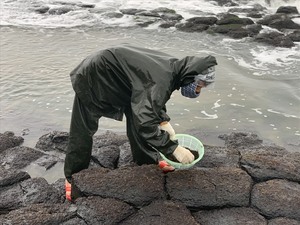 สาหร่ายสีดำแห้งคุณภาพสูง2025ทะเลมอสจากทะเลแห้ง - Product Image 2