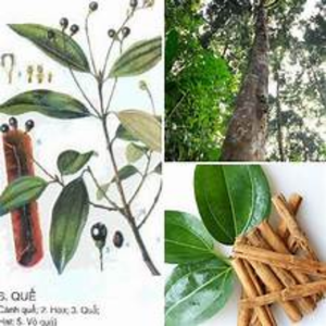 ก้านซินนามอนจากเวียดนาม - Product Image 6