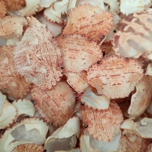 Coquilles de crabe séchées naturelles en vrac pour l'alimentation animale, teneur en protéines 25-30%, teneur en sel <2%, forme concassée, sac de 10 kg, prix de gros usine Vietnam - Product Image 6