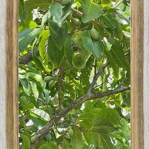 Fruta Haritaki (Terminalia Chebula) secada al sol para el cuero bronceado teñido Premium agricultura región montañosa Western Maharashtra - Product Image 3